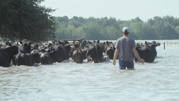 herding-cows.jpg 