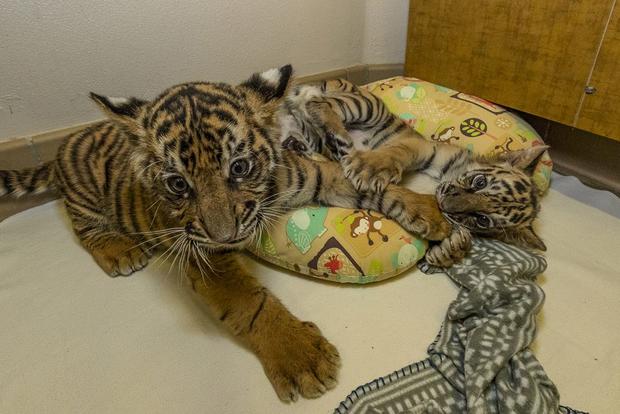 tiger cubs 1 (via san diego safari park) 