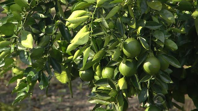 0913-en-citrusfarms-evans3-1396247-640x360.jpg 