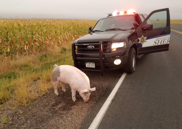 Cops Have Pig 1 (Arapahoe County SO tweet) 