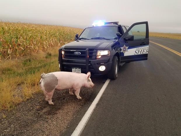 Cops Have Pig 2 (Arapahoe County SO tweet) 
