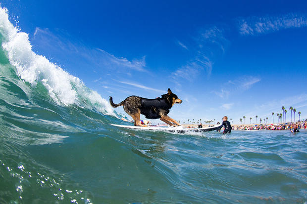 Surf City Surf Dog-Domique Labrecque 