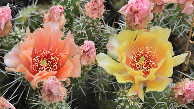 prickly-pear-cactus-verne-lehmberg-620.jpg 