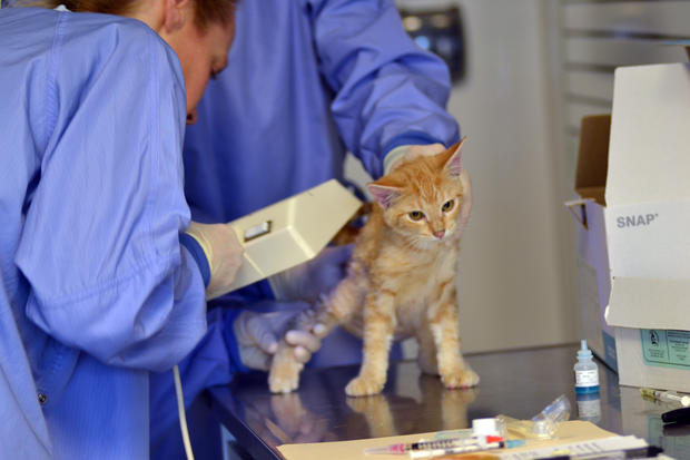 Kittens receiving medical exam - Photo by Theresa Charleston (1) 
