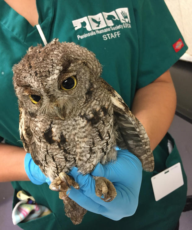 Screech owl rescued from SUV in San Carlos 