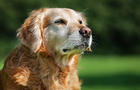 Golden retriever dog 