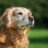 Golden retriever dog 