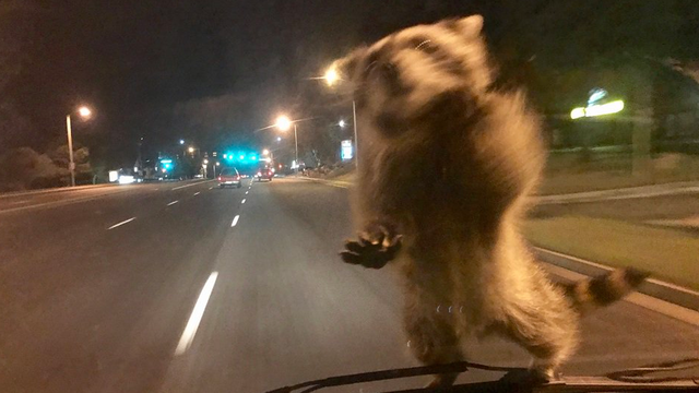raccoon-ride-along.png 