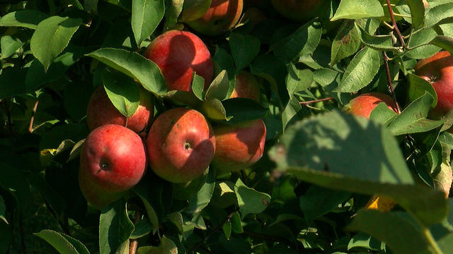minnetonka-orchards.jpg 