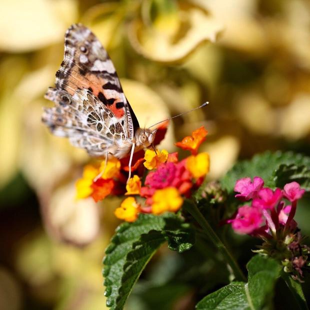 Painted lady butterflies (Credit Bill Masure) 5 