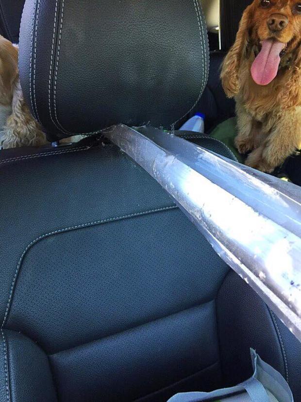 Dogs in backseat of car damaged by freeway debris on I-880 