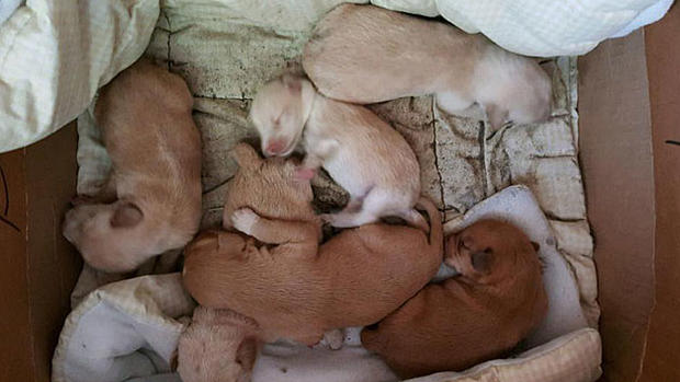 uxbridge-newborn-puppies 