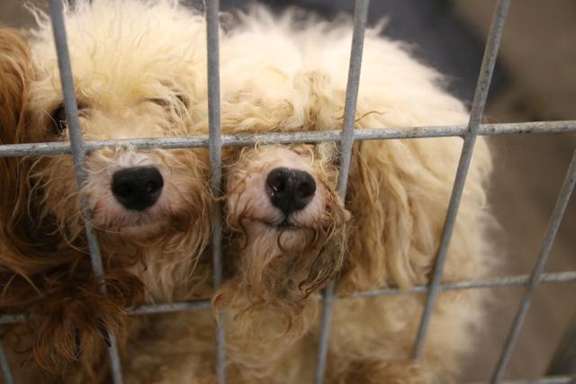 SPCA Of Texas Seizes 117 Animals From Alleged Puppy Mill - CBS Texas
