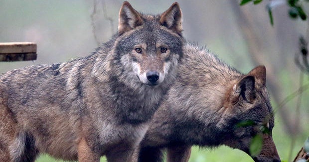 British woman hiking in Greece attacked, devoured by pack of wolves ...