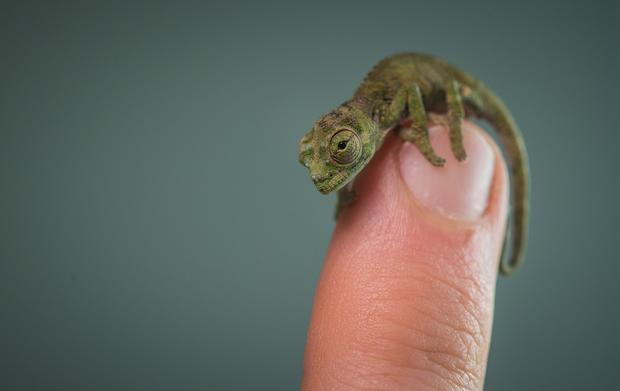 Baby Chameleon 