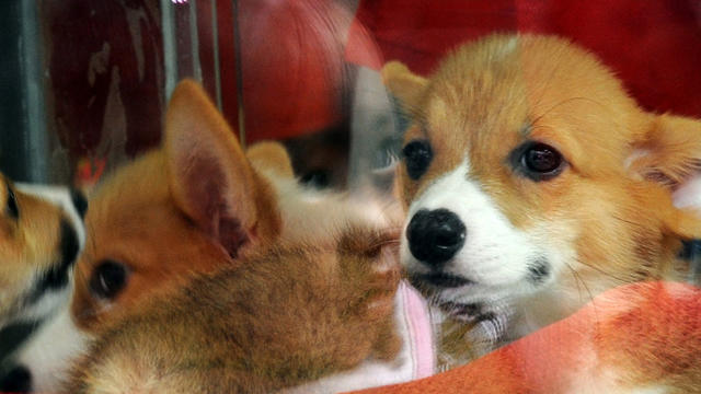 puppies-puppy-pet-store.jpg 