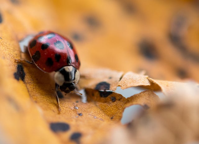 GERMANY-WEATHER-ANIMALS-BEETLE 