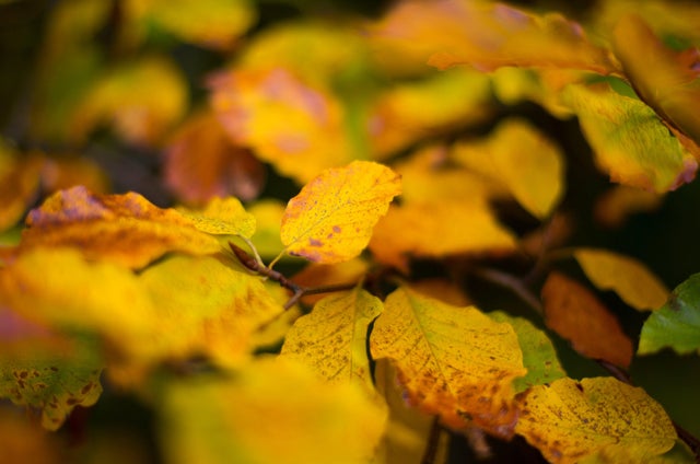 Autumn coloured leaves are pictured in the western Austrian village of Gnadenwald 