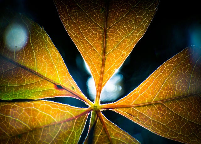 GERMANY-WEATHER-SEASONS-AUTUMN-LEAVES 