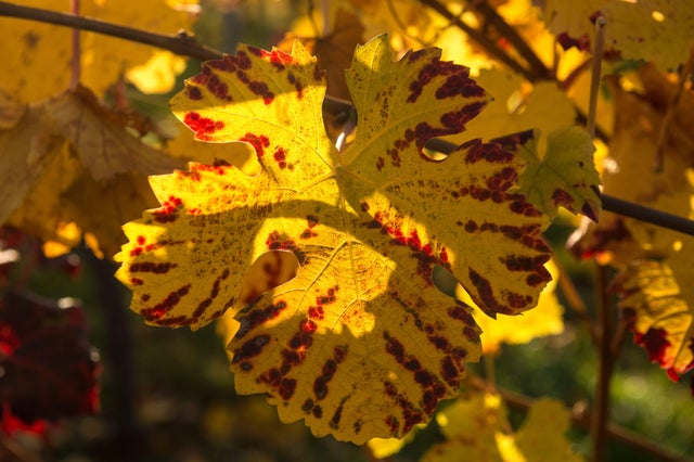 FRANCE-WEATHER-FEATURE 