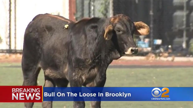 Bull On The Loose In Brooklyn 