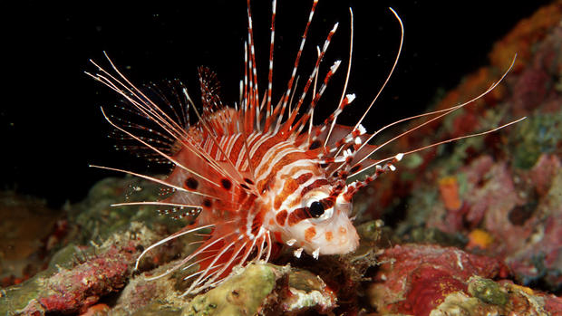 15 существ, которые могут исчезнуть вместе с Большим Барьерным рифом 