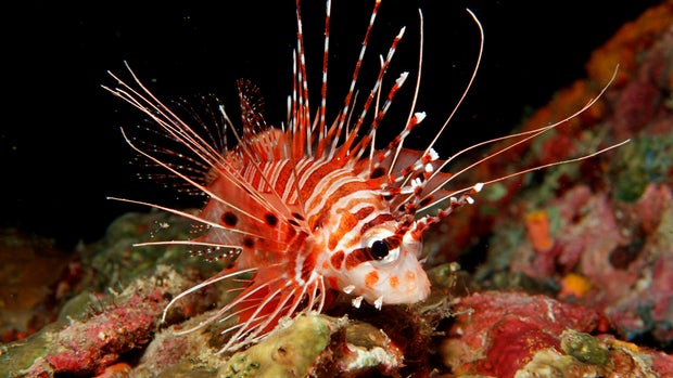 15 creatures that could disappear with the Great Barrier Reef