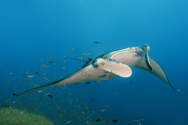 Giant Oceanic Manta Rays In The Maldives 