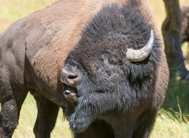 american-bison.jpg 