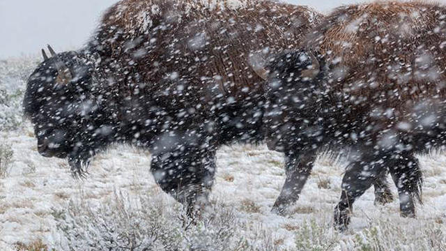 bison-in-blizzard.jpg 