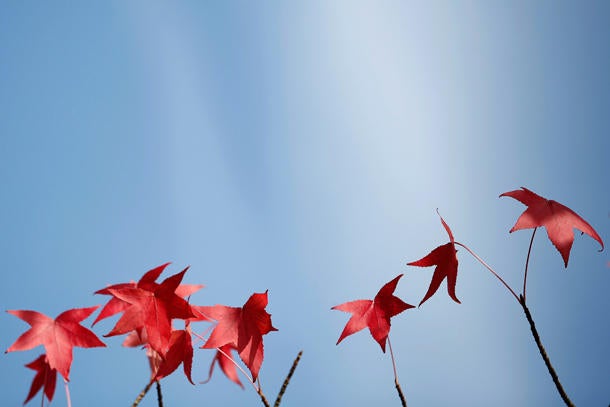 Light filters through colored leaves as autumn weather arrives in Orvault 