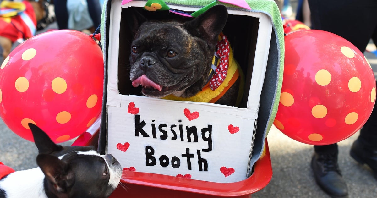 clown platter dog costume