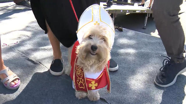 cbsn-1022-pupsdressupaes-1425329-640x360.jpg 