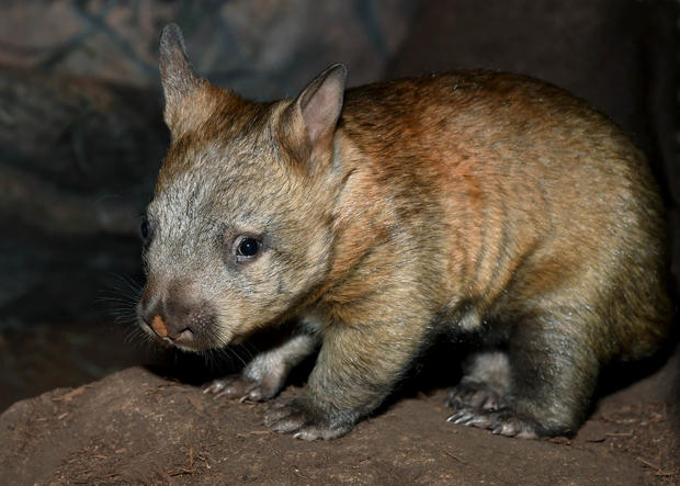 wombat 2 