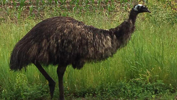 Dork The Emu 