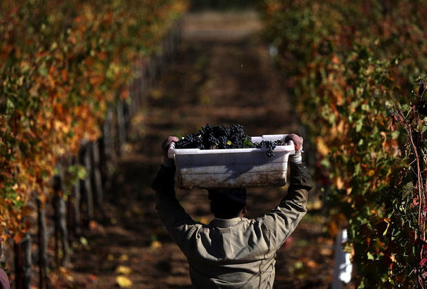 Sonoma County Winery Harvests Grapes Late In Season, After Being Delayed By Devastating Wildfires In Region 