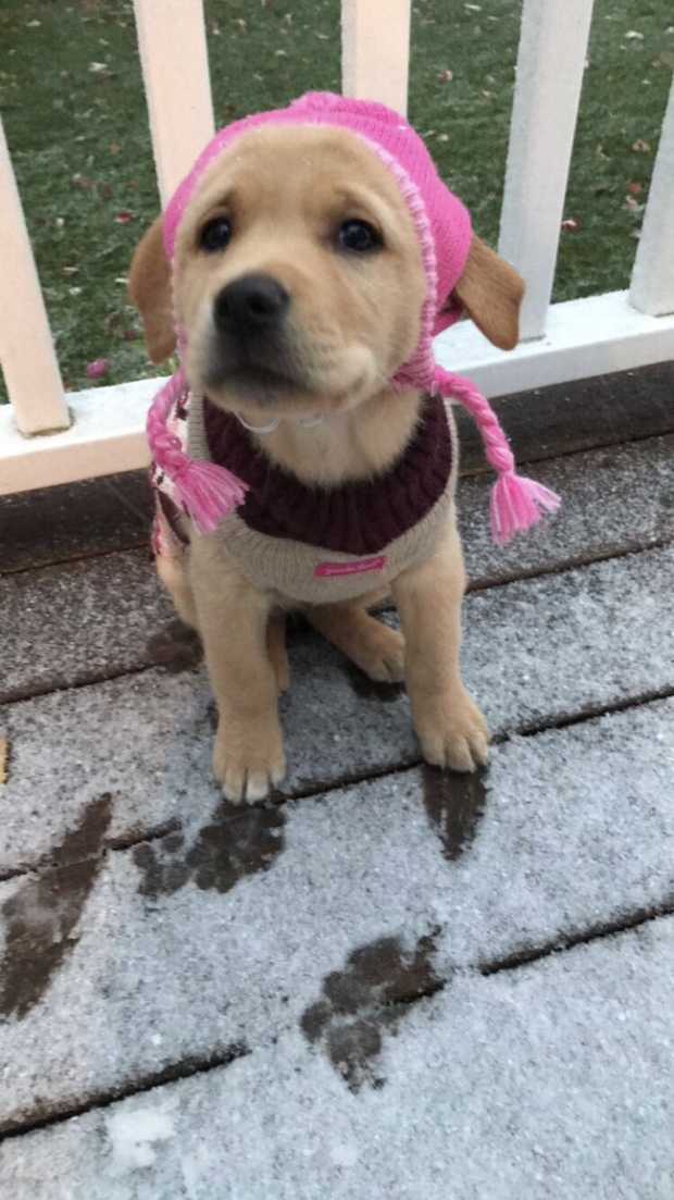 leahs-first-snowfall-7-5-week-old-yellow-lab-elizabeth-st-michael.png 
