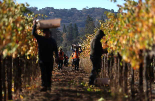Sonoma County Winery Harvests Grapes Late In Season, After Being Delayed By Devastating Wildfires In Region 