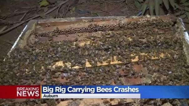 bee-hive-crash.jpg 