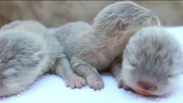 cbsn-fusion-santa-barbara-zoo-introduces-otter-babies-thumbnail-1436540-640x360.jpg 