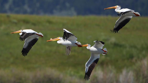 flying-white-pelicans-marcy-starnes-620.jpg