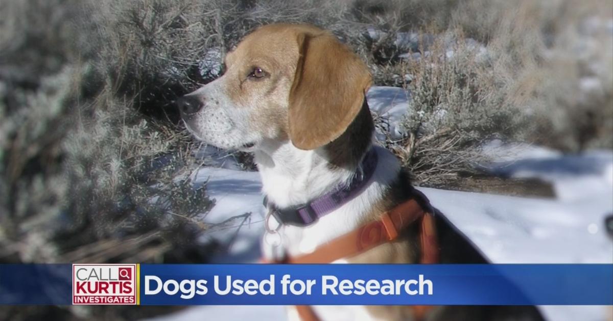 Call Kurtis: Is Your Rescue Dog A Research Animal? - CBS Sacramento