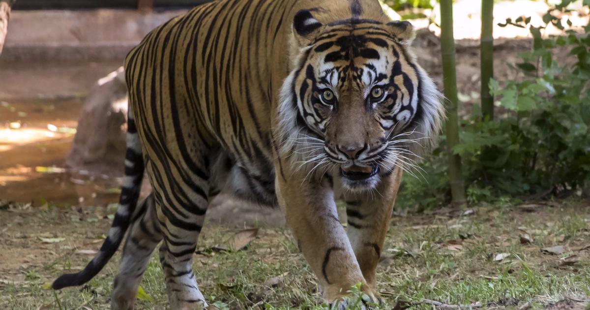Une recherche est en cours pour un tigre de Sumatra après que les cris des ouvriers ont permis de découvrir le corps de l’homme et les empreintes du tigre.