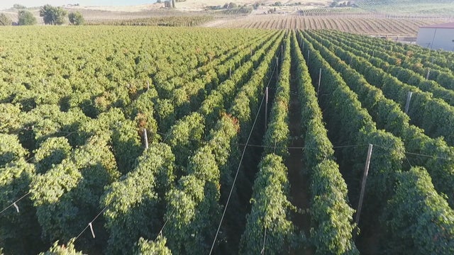 ctm-111117-hops.jpg 