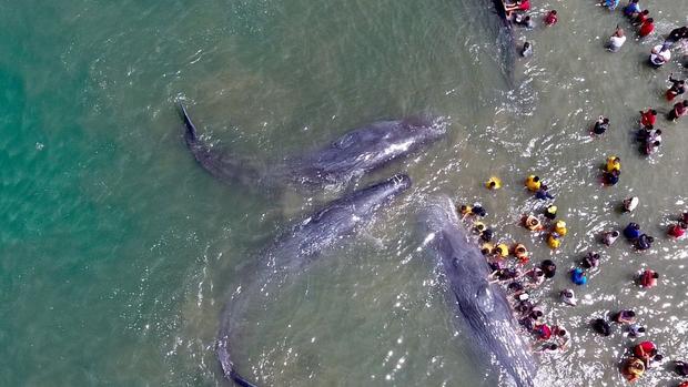 Rescuers save six beached sperm whales in Indonesia 