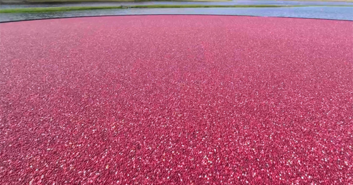 Cranberry bog tours now open in southeastern Massachusetts