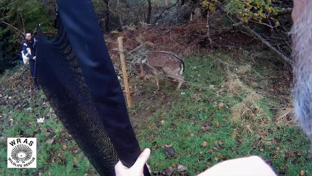 Deer Rescue Thumb 