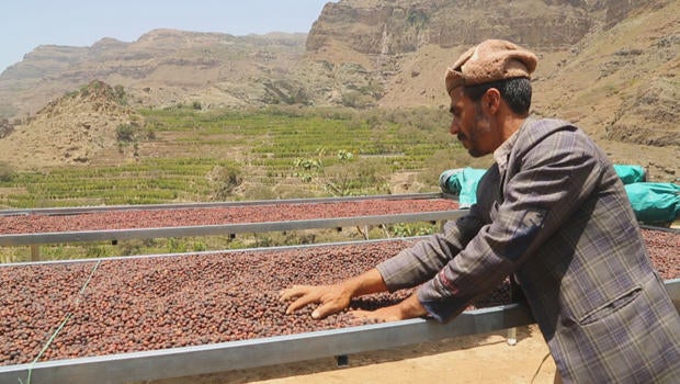 yemen-coffee-coffee-drying-bed-620.jpg