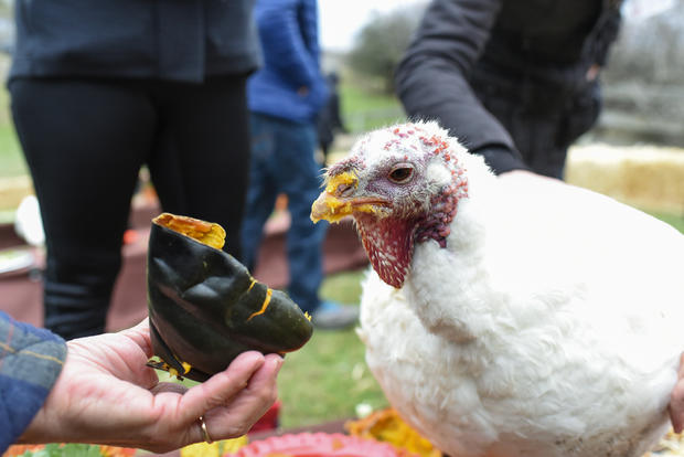 Farm Sanctuary's 'Celebration for the Turkeys' 