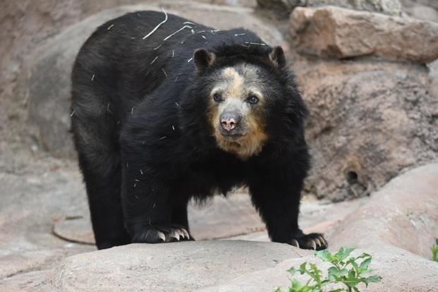 rosie andean bear 2 (via cheyenne mtn zoo) 